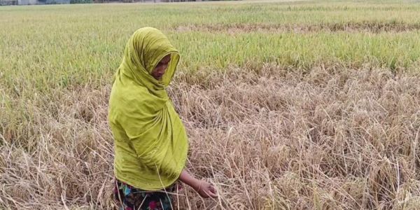 ব্লাস্টের হানায় ধূসর হচ্ছে কৃষকের স্বপ্ন